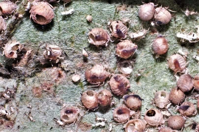 Blattläuse, durch natürliche Schlupfwespen-Parasitierung abgestorben – erkennbar am Schlupfloch in der Blattlausmumie. | Foto: Privat