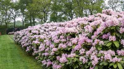 Kalktoleranter Rhododendron: Robuste Dufthecke für variable Böden