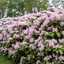 Kalktoleranter Rhododendron: Robuste Dufthecke für variable Böden