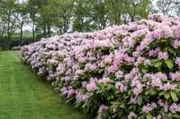 Kalktoleranter Rhododendron: Robuste Dufthecke für variable Böden