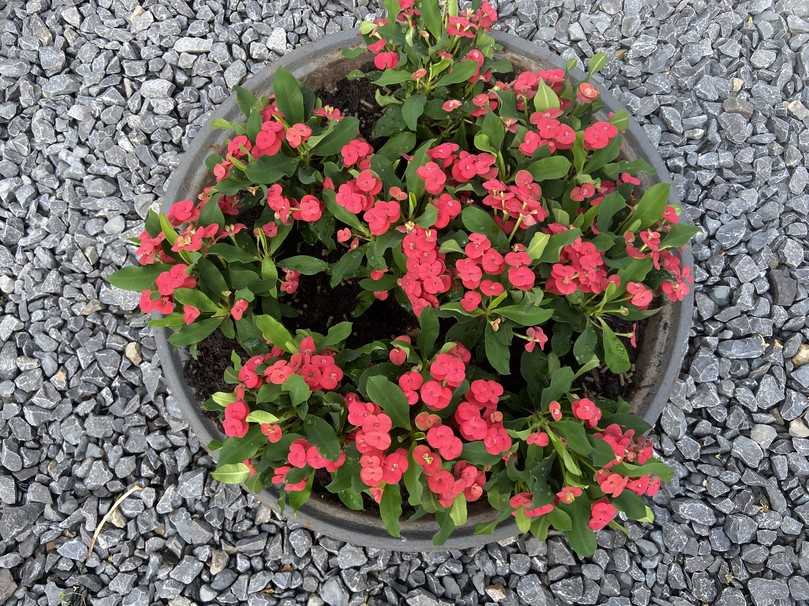 Die „Hot Milii“ gibt es in verschiedenen Farben. | Foto: Firma Rieger Die „Hot Milii“ gibt es in verschiedenen Farben. | Foto: Firma Rieger