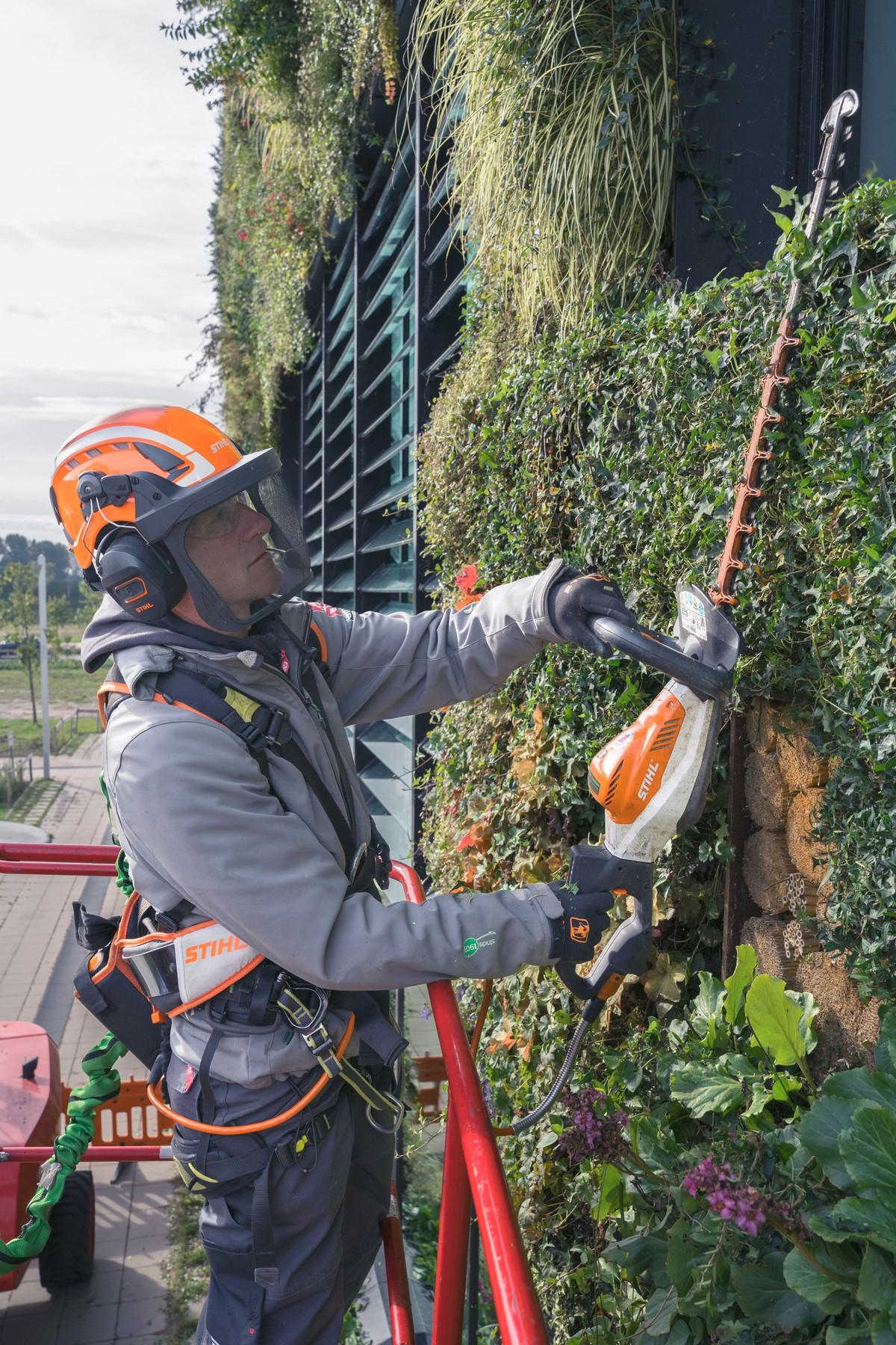 Mit der Akku-Heckenschere lassen sich die Triebe der Fassadenbegrünung leise und komfortabel vom Hebebühnenkorb aus einkürzen. | Foto: Stihl