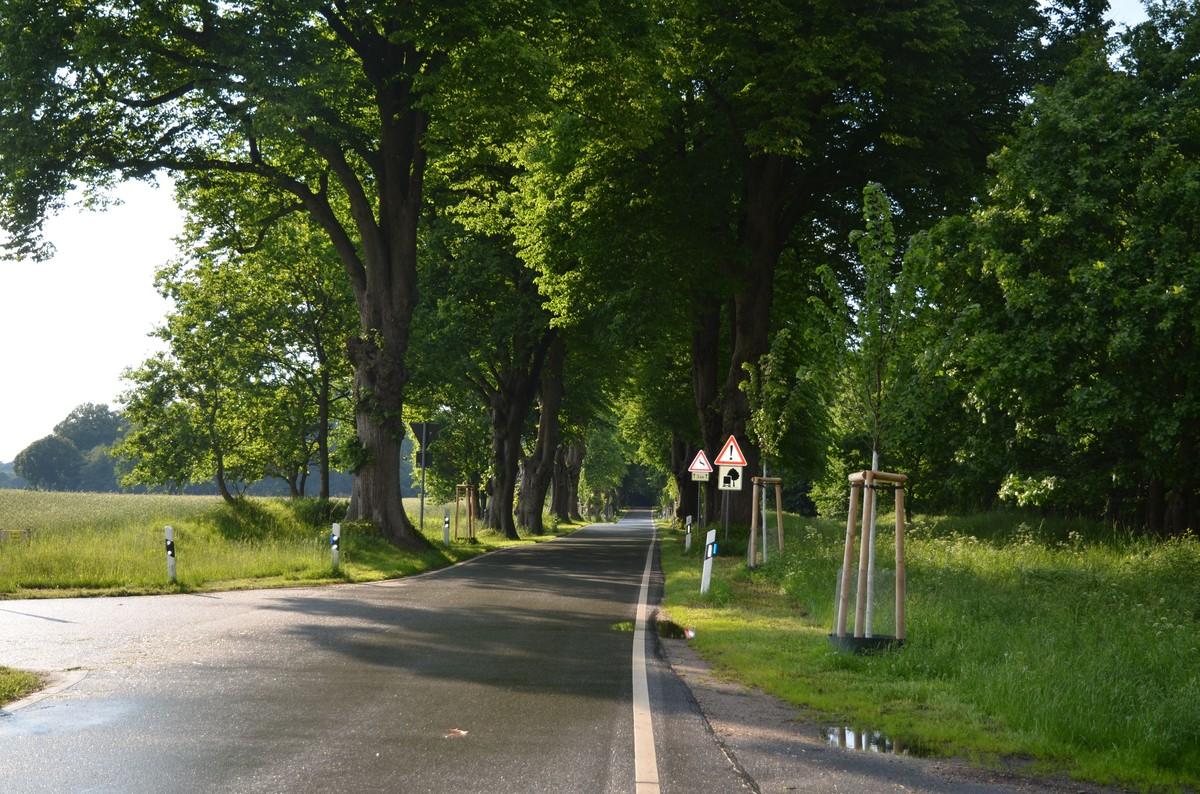 Emkendorfer Alle | Foto: BH