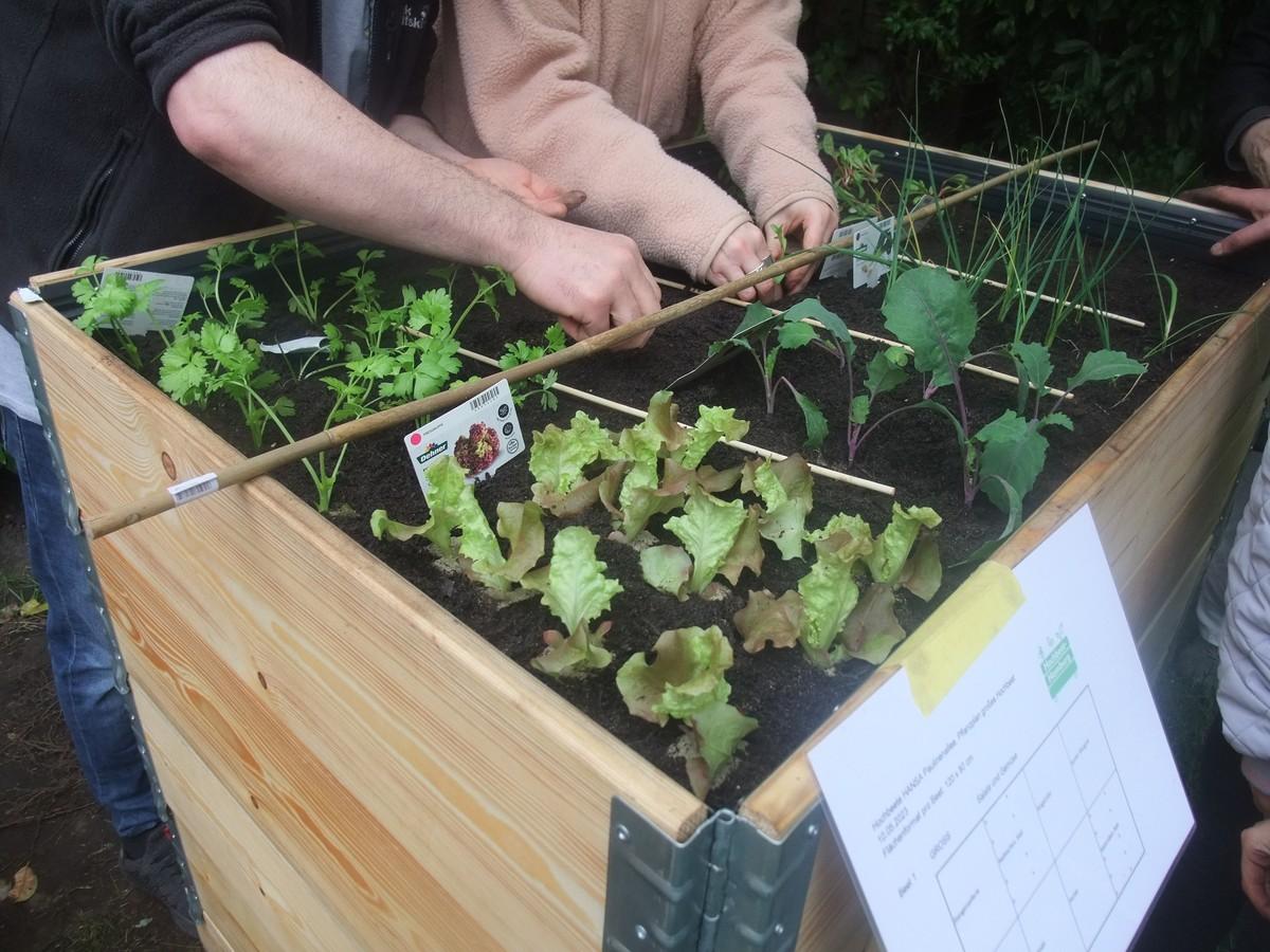 Umsetzung des Pflanzplans. | Foto: Hochbeet Hamburg