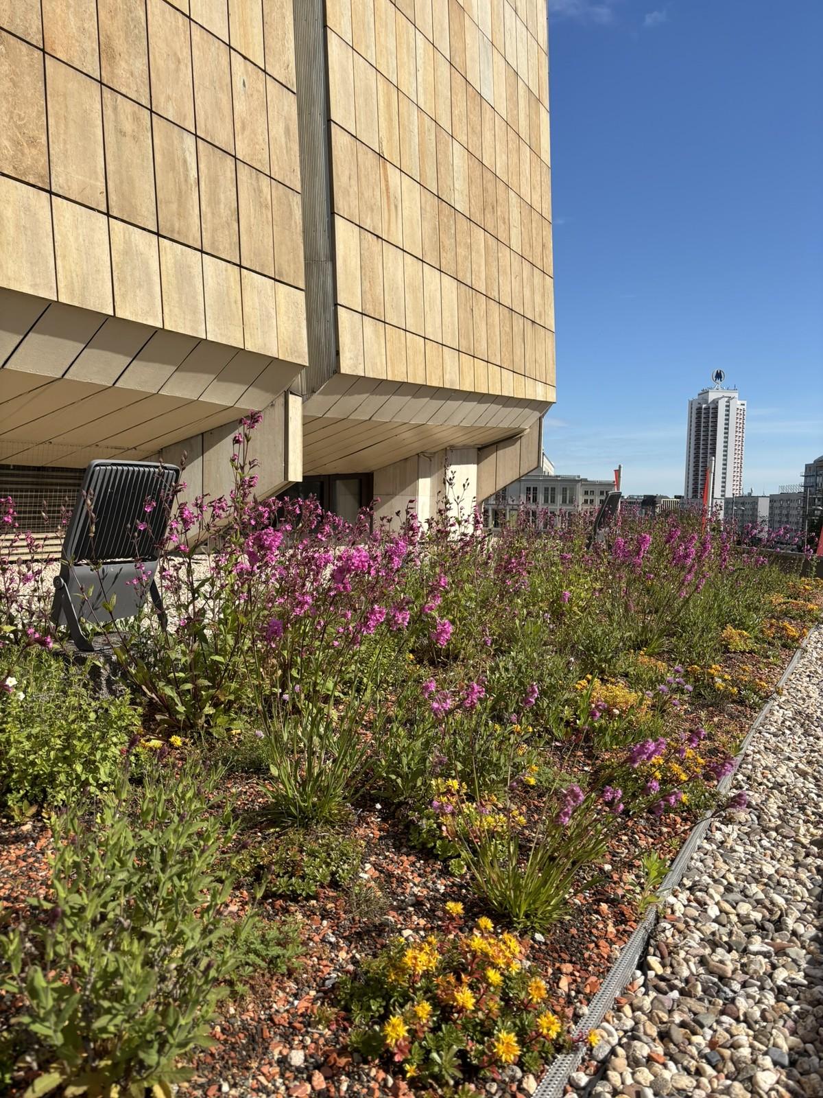 Gewandhaus-Verwandlung vom früheren Kiesdach zum „Biodiversitäts-Gründach“ mit der speziellen „Leipziger Gründachmischung“ und vielen weiteren Arten der Zinco-Pflanzengemeinschaften „Bienenweide“ und „Steinrosenflur“. | Foto: Heidel Garten- und Landschaftsbau