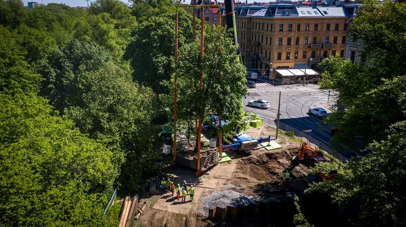 Verpflanzung eines GröĂtbaums. | Foto: Opitz Verpflanzung eines GröĂtbaums. | Foto: Opitz