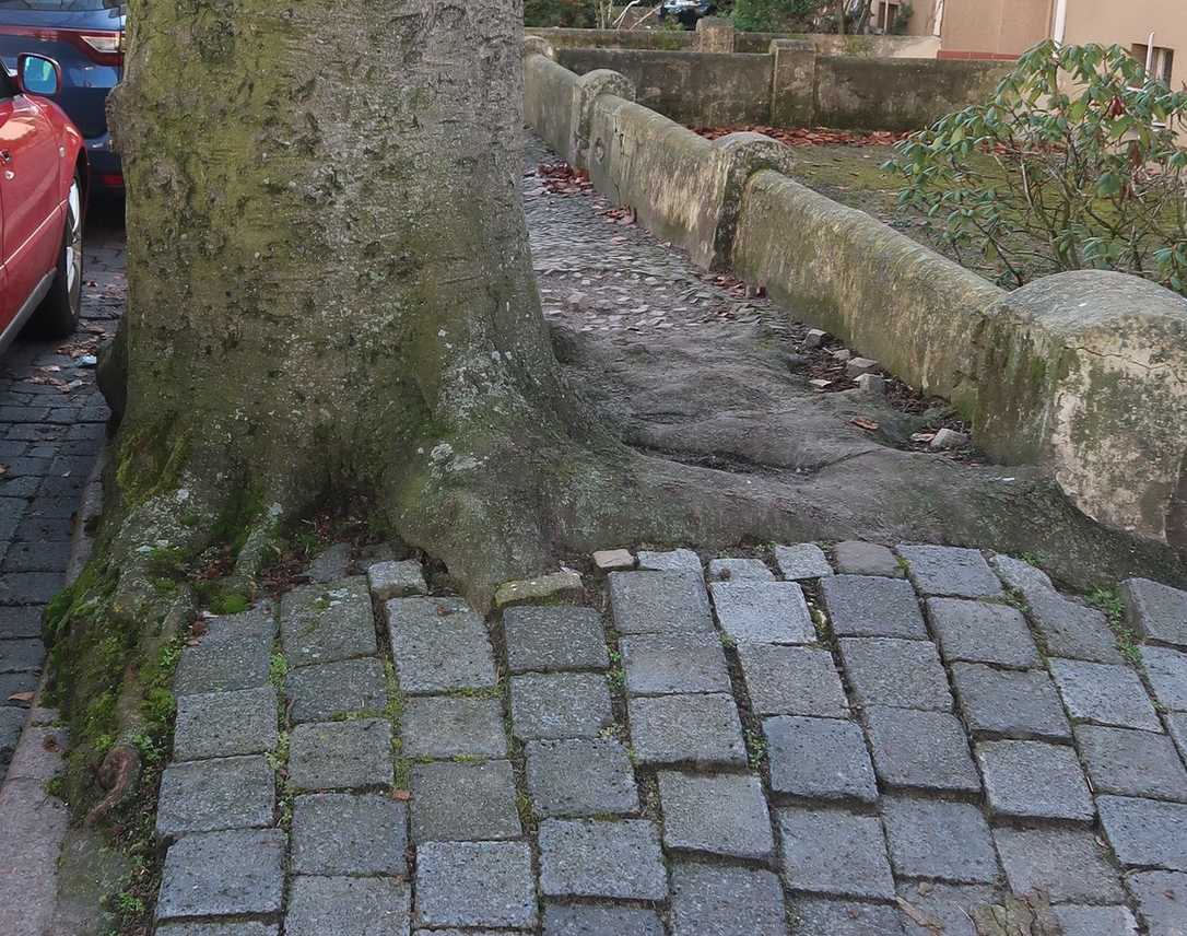 Neuartiges Eichensterben ist Thema auf den Baumpflegetagen 2025