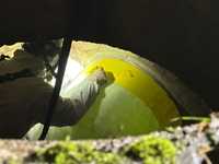 IFA-Arbeitskreis gibt grünes Licht für "Inliner" in Asbest-Kanälen