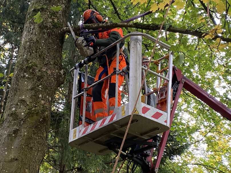 Ein Teilnehmer der AST Schulung "Arbeiten mit Motorsägen im Arbeitskorb" setzt zu einem Kerbschnitt an. | Foto: AST Arbeitssicherheit Ein Teilnehmer der AST Schulung "Arbeiten mit Motorsägen im Arbeitskorb" setzt zu einem Kerbschnitt an. | Foto: AST Arbeitssicherheit