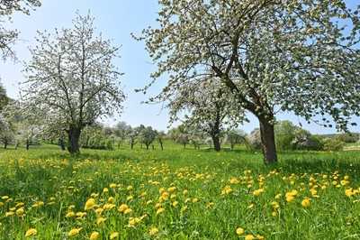 Mehr Qualität in der Pflege großkroniger Obstbäume