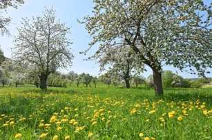 Mehr Qualität in der Pflege großkroniger Obstbäume