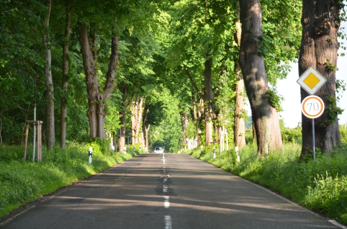 Allee bei Gut Emkendorf | Foto: BH