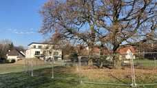 Baumschutz von der Planung bis zur Ausführung