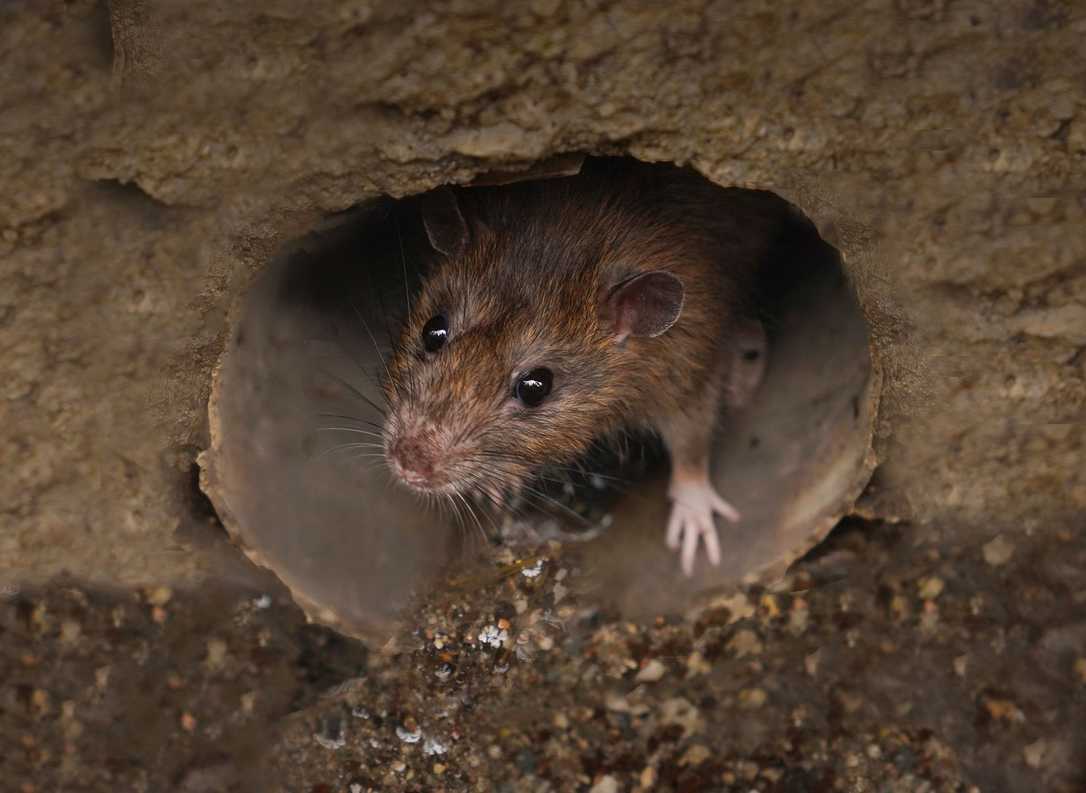 Digitales Ratten-Monitoring im Kanal: So werden die neuen Giftköder-Auflagen erfüllt