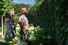 Hecke schneiden und pflanzen: Fristen, Regeln und Tipps für braune Thujen