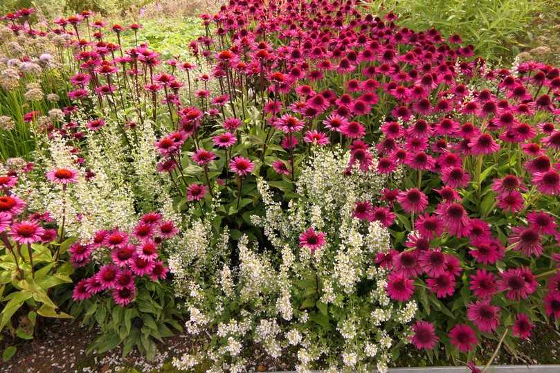 Klimawandeltauglich, insektenfreundlich und wunderschön in der Komposition sind der Rote Sonnenhut Echinacea purpurea 'Vintage Wine' und der Steinquendel Calamintha nepeta 'Triumphator'- | Foto: Staudengärtnerei Gaißmayer Klimawandeltauglich, insektenfreundlich und wunderschön in der Komposition sind der Rote Sonnenhut Echinacea purpurea 'Vintage Wine' und der Steinquendel Calamintha nepeta 'Triumphator'- | Foto: Staudengärtnerei Gaißmayer