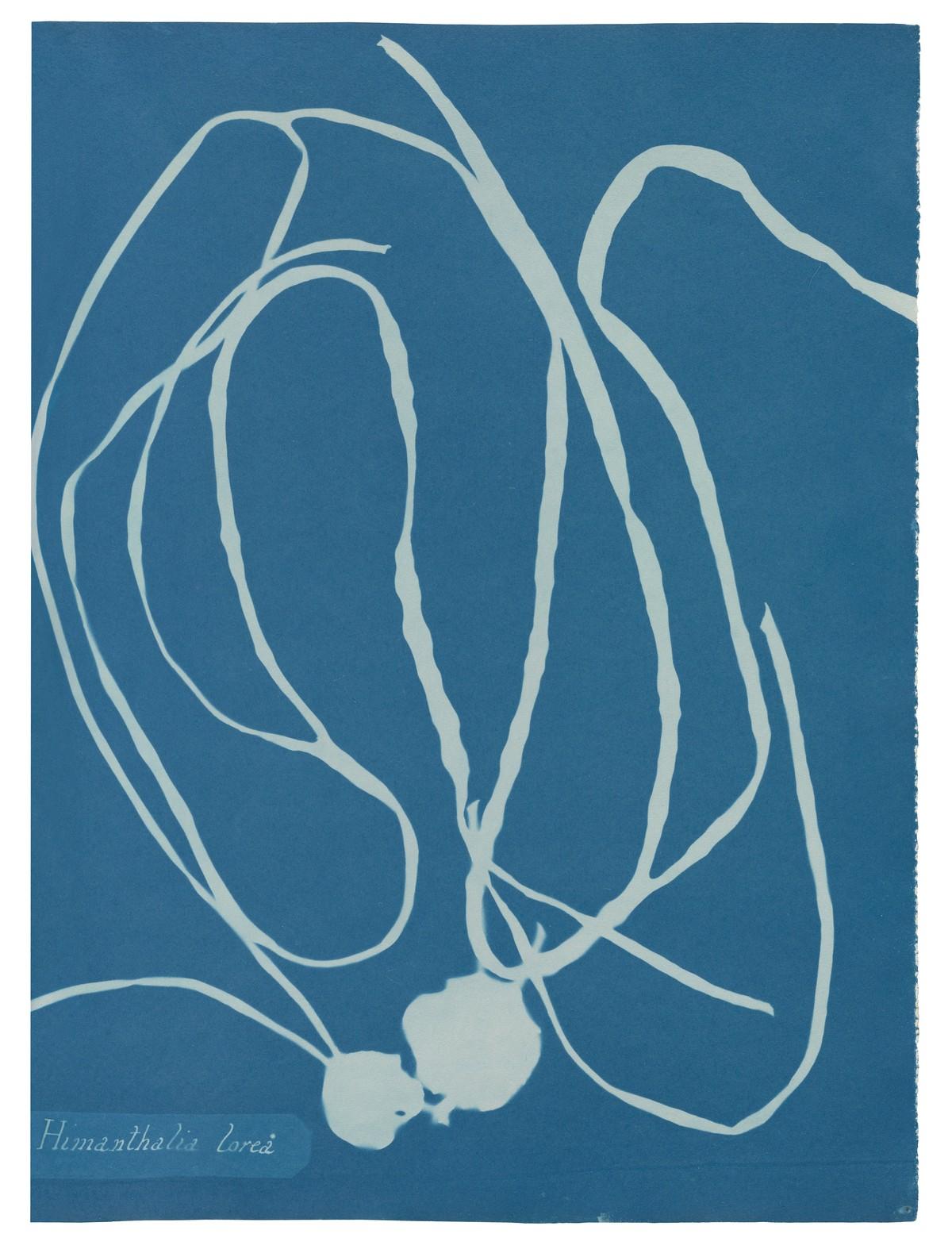 Die unnachahmlichen Cyanotypie-Fotogramme von Algen und Farnen, die Atkins anfertigte, bilden die ersten Bücher mit Fotografien. | Foto: TASCHEN / New York Public Library Die unnachahmlichen Cyanotypie-Fotogramme von Algen und Farnen, die Atkins anfertigte, bilden die ersten Bücher mit Fotografien. | Foto: TASCHEN / New York Public Library