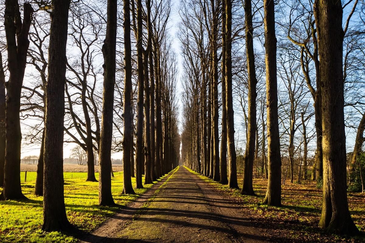 Allee im Landkreis Friesland | Foto: BH