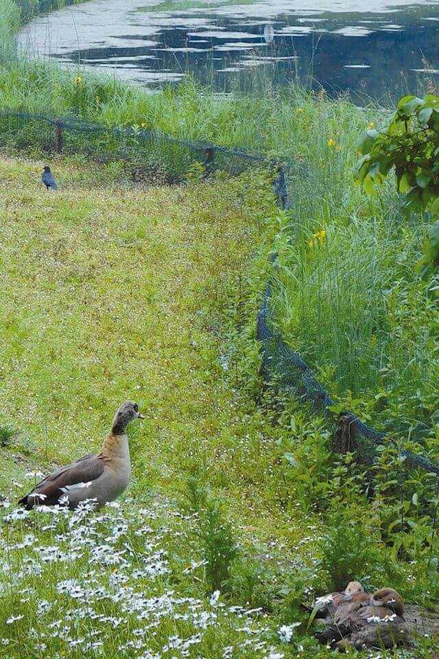 Die Ansiedlung von Röhrichtpflanzen kann häufig nicht ohne einen zumindest temporären Schutzzaun gelingen. Die Ansiedlung von Röhrichtpflanzen kann häufig nicht ohne einen zumindest temporären Schutzzaun gelingen.