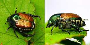 Wie gefährlich ist der Japankäfer?