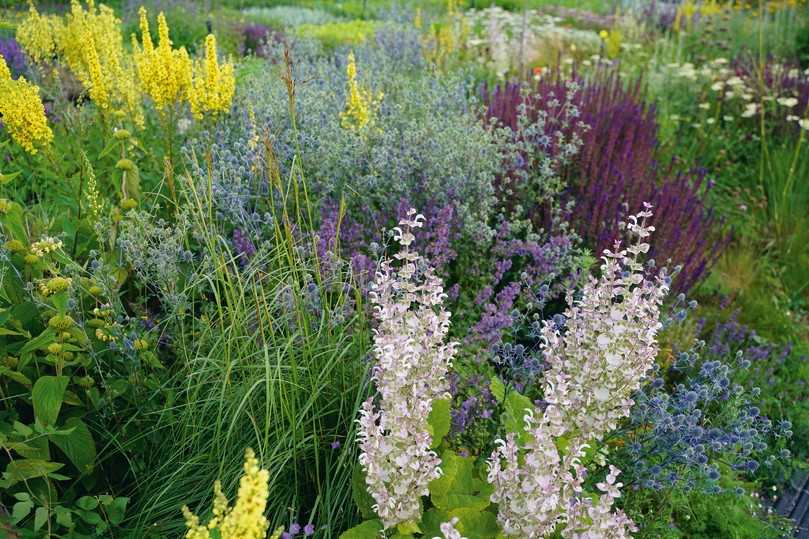 Hochsommeraspekt mit Salvia sclarea, Eryngium planum, Nepeta ‚Walker’s Low‘, Salvia nemorosa ‚Caradonna‘, Verbascum chaixii, Phlomis (bzw. neuerdings Phlomoides) russeliana. | Foto: Staudengärtnerei Hofmann Hochsommeraspekt mit Salvia sclarea, Eryngium planum, Nepeta ‚Walker’s Low‘, Salvia nemorosa ‚Caradonna‘, Verbascum chaixii, Phlomis (bzw. neuerdings Phlomoides) russeliana. | Foto: Staudengärtnerei Hofmann