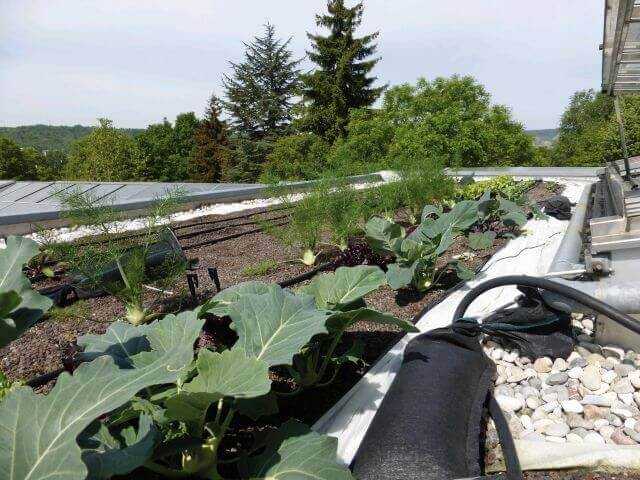 Auf einer ehemaligen extensiven Dachbegrünung wurde Schnittsalat in Mischkultur neben Fenchel und Kohlrabi kultiviert.