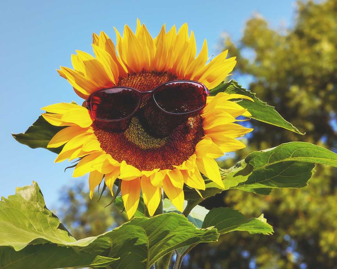Sonnenschutz bei der Arbeit: So funktionierts beim GaLaBau Sonnenschutz bei der Arbeit: So funktionierts beim GaLaBau