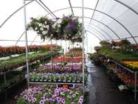 Zentralverband fordert Unterstützung für den Gartenbau