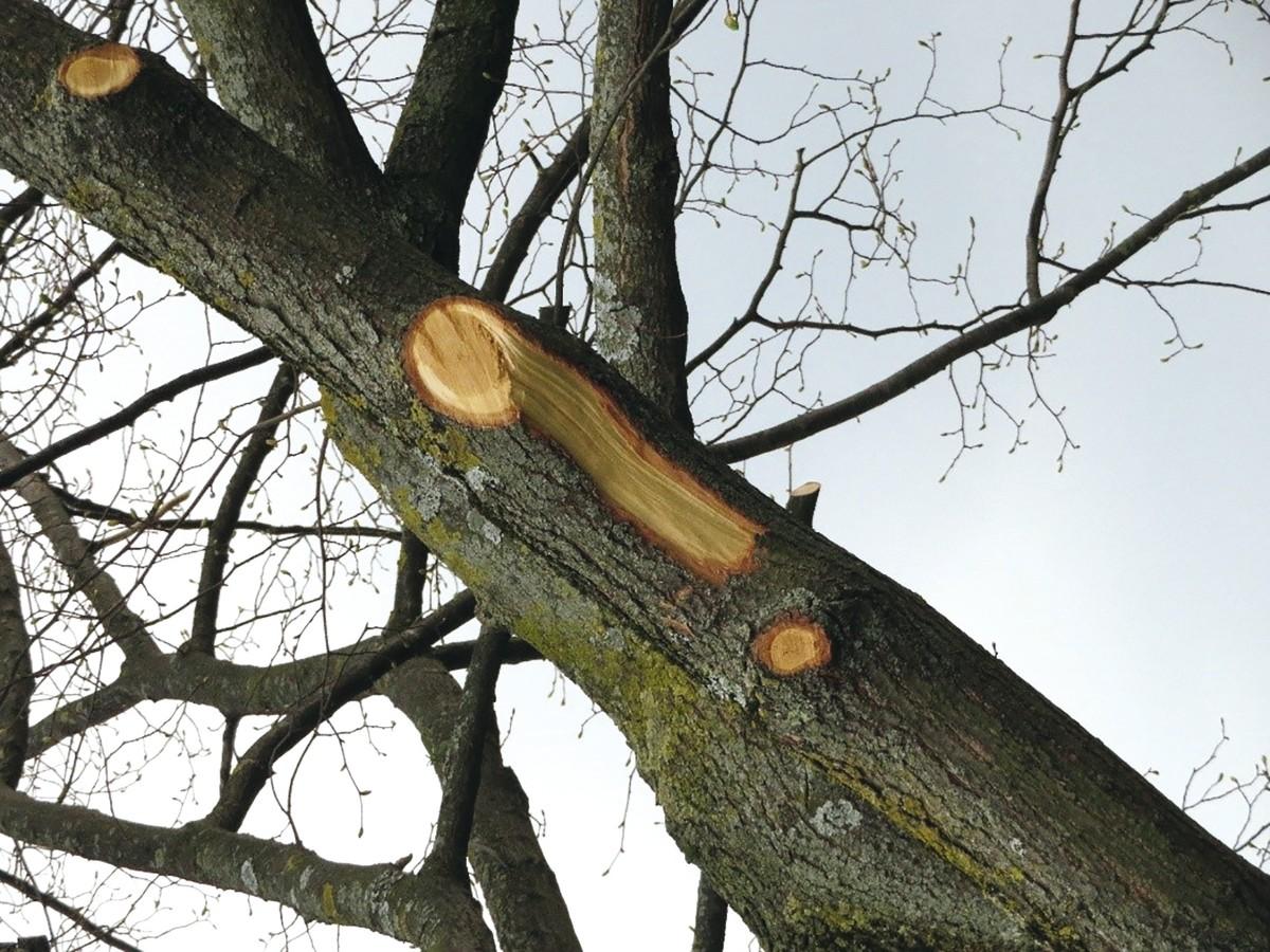 Verletzungen nach unfachgerechtem Schnitt: entspricht nicht dem Stand der Technik. | Foto: Peter Klug