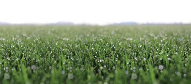 „Heute bestellt, morgen geliefert und verlegt“: Das Prinzip Just-in-Time hat man bei Schwab Rollrasen perfektioniert und aus der „verderblichen Ware“ Rasen ein schnell verfügbares und versandfähiges Qualitätsprodukt gemacht. | Foto: Schwab Rollrasen