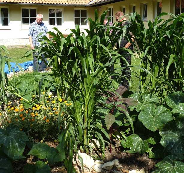 Projekt im Landkreis Hameln-Pyrmont: "Landkreis-Grünschnitt zu Terra Preta"