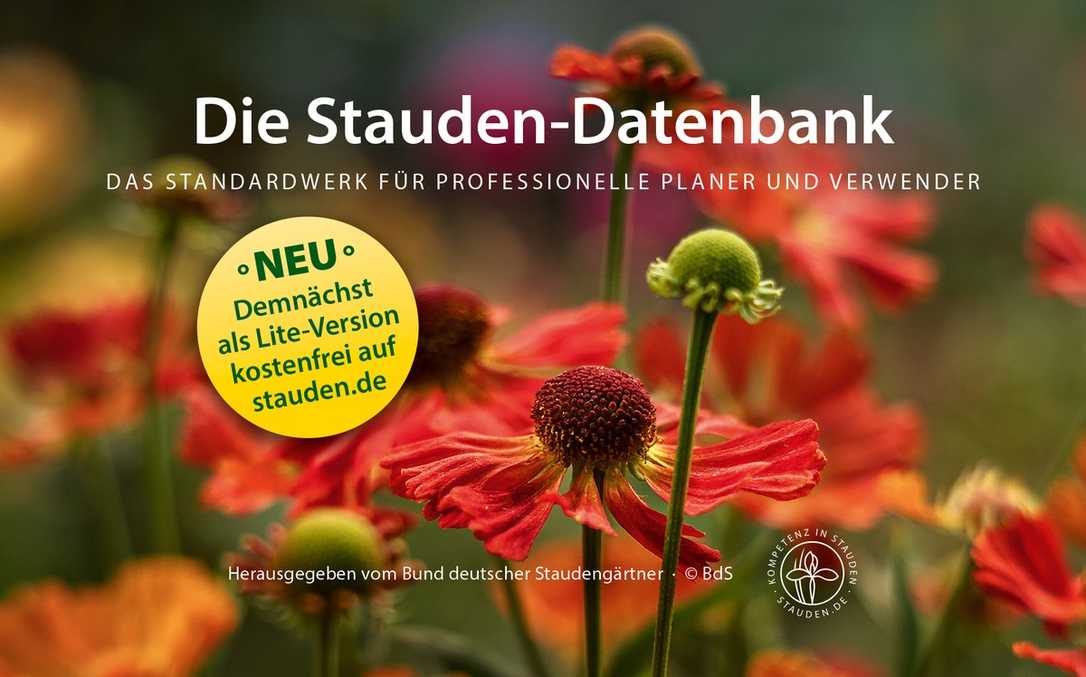 Staudendatenbank des Fachverbandes geht online: Pflanzenporträts und Pflege Staudendatenbank des Fachverbandes geht online: Pflanzenporträts und Pflege