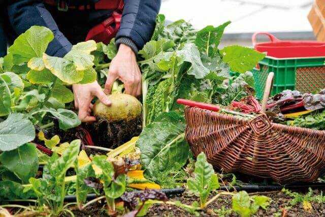 Gemüsemischung vom Dach
