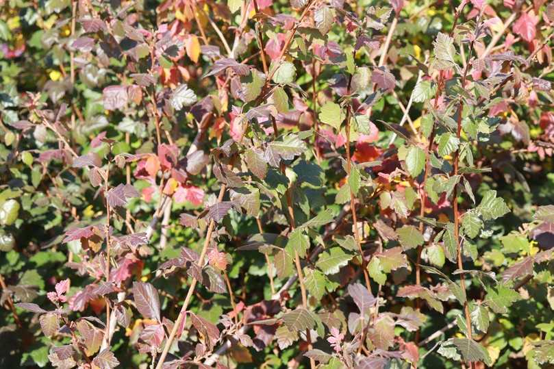 Der sparrig wachsende Duftende Essigbaum (Rhus aromatica) überzeugt insbesondere im Herbst durch seine auffällige Herbstfärbung. | Foto: Gerd Reidenbach Der sparrig wachsende Duftende Essigbaum (Rhus aromatica) überzeugt insbesondere im Herbst durch seine auffällige Herbstfärbung. | Foto: Gerd Reidenbach