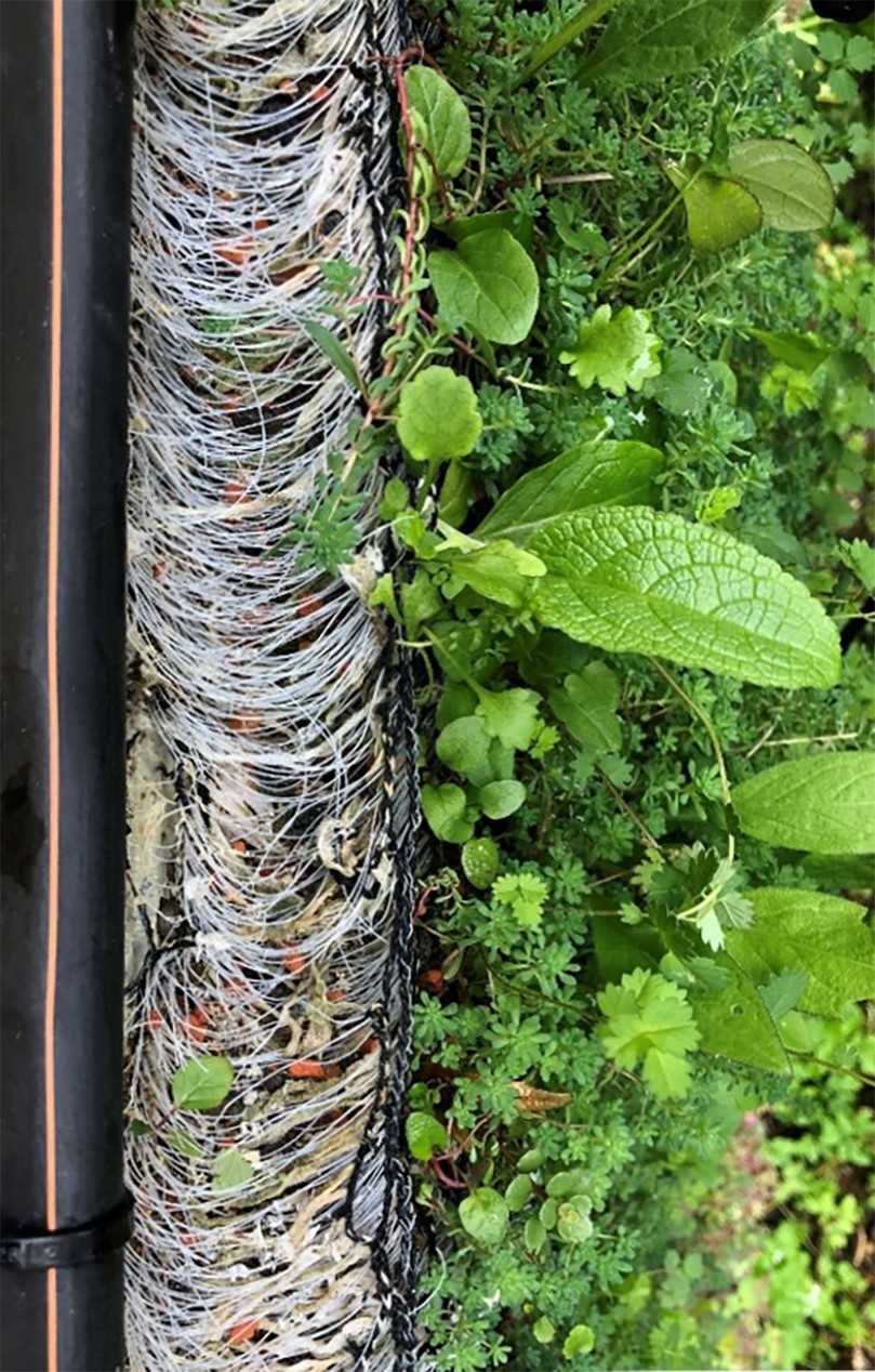 Detail des Grünfassadenmoduls „fabric GREEN" in Seitenansicht. | Foto: Frankfurt UAS