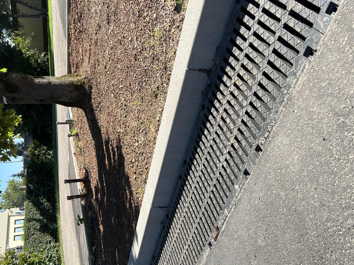 Spitzahorn mit Monitoring liefert wichtige Erkenntnisse | Foto: Hauraton Spitzahorn mit Monitoring liefert wichtige Erkenntnisse | Foto: Hauraton