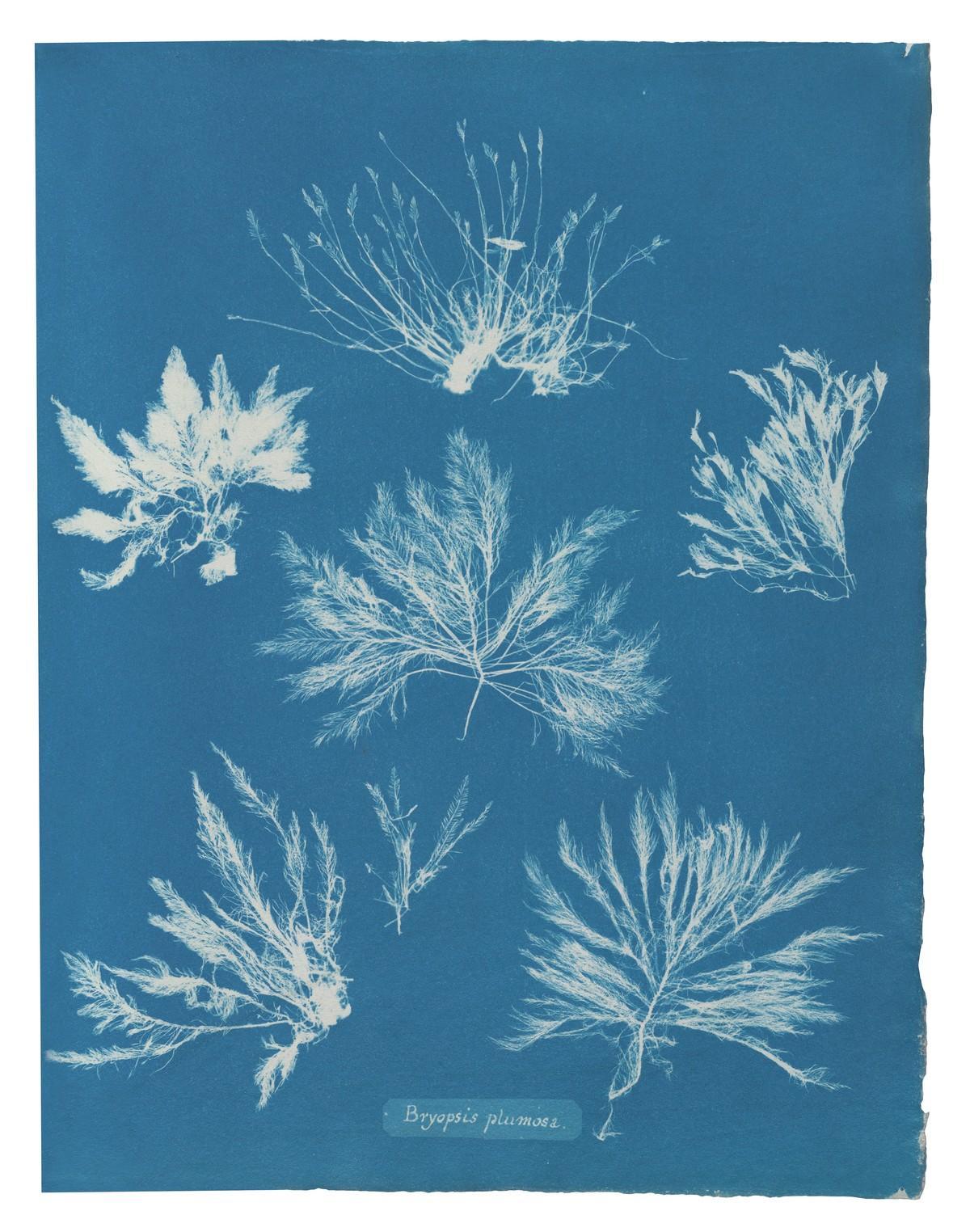 Die unnachahmlichen Cyanotypie-Fotogramme von Algen und Farnen, die Atkins anfertigte, bilden die ersten Bücher mit Fotografien. | Foto: TASCHEN / New York Public Library Die unnachahmlichen Cyanotypie-Fotogramme von Algen und Farnen, die Atkins anfertigte, bilden die ersten Bücher mit Fotografien. | Foto: TASCHEN / New York Public Library