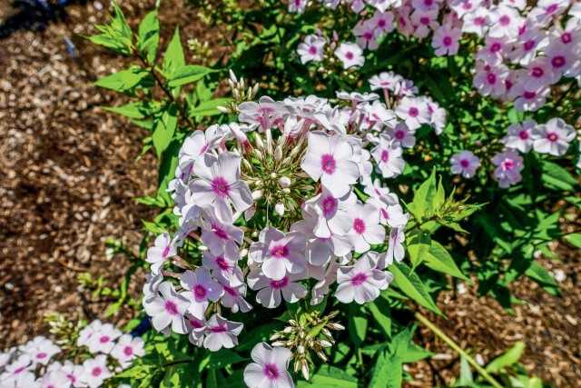 Die 11 Hakonechloa-Sorten vermitteln ein sehr ausgeglichenes Bild. Für sie, ebenso wie für die Miscanthus-Sorten werden dieses Jahr die Sichtungsergebnisse veröffentlicht.