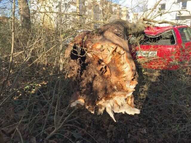 Wenn Baumwurzeln bei Tiefbaumaßnahmen beschädigt werden, verliert der Baum seine Standsicherheit und stürzt über kurz oder lang um. | Foto: Baumpflege Bechstein