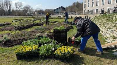 40.000 Pflanzen für ein Blütenmeer in Ellwangen