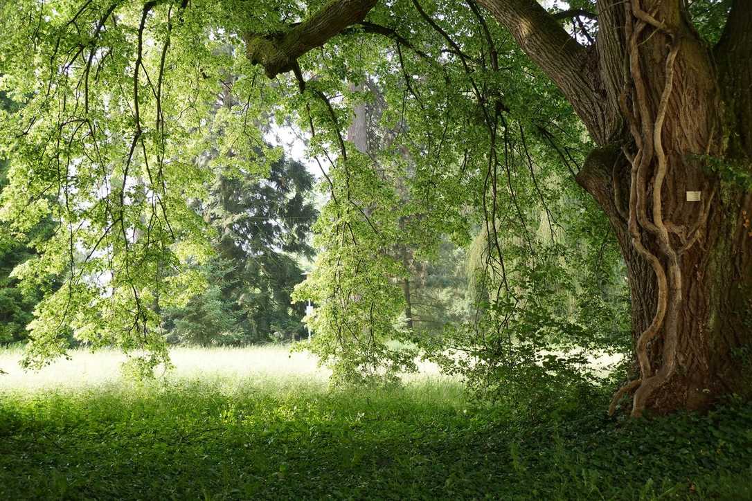 Drohnen und Sensoren sollen Bäume vor Dürre retten Drohnen und Sensoren sollen Bäume vor Dürre retten
