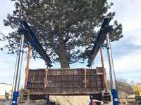 Ein zweites Leben für Großbäume dank moderner Technik