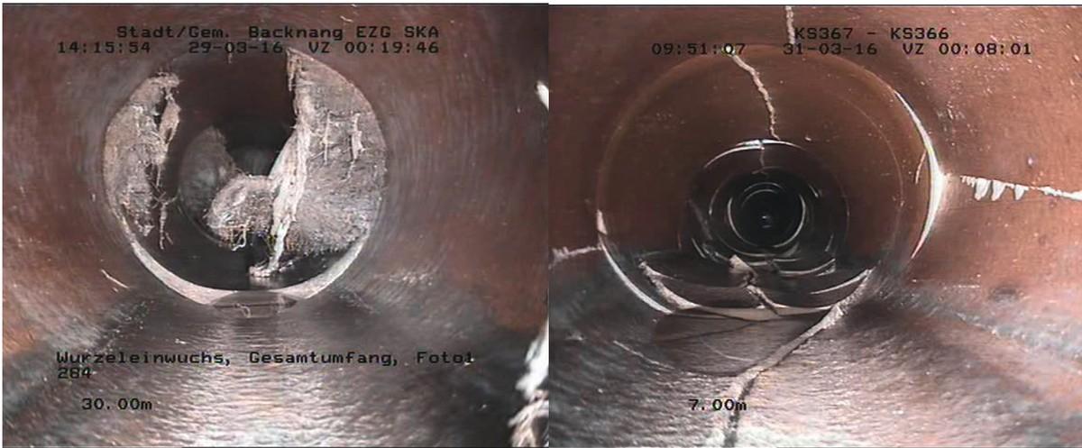 Riss- und Scherbenbildungen sowie massiver Wurzeleinwuchs in den Haltungen | Foto: Andreas Huber Riss- und Scherbenbildungen sowie massiver Wurzeleinwuchs in den Haltungen | Foto: Andreas Huber