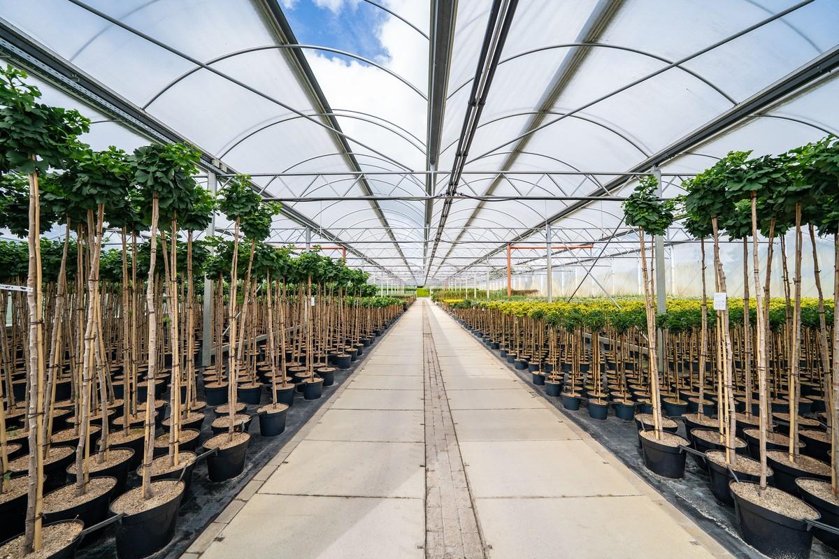 Stämme im Container sind mit einer Stammhöhe von 40 bis 200 Zentimeter erhältlich. | Foto: Blendermann