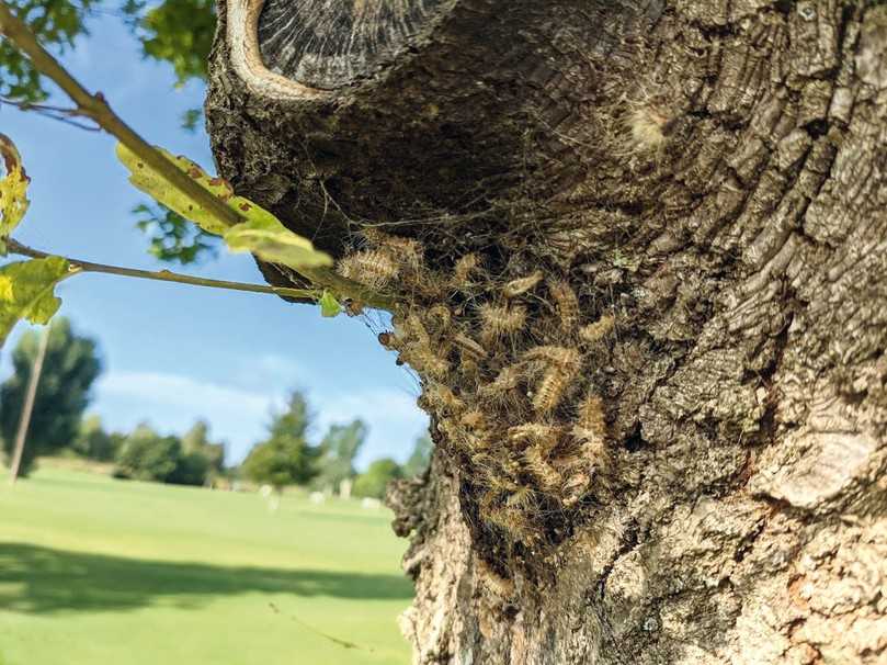 Ein Nest mit Brennhaaren des Eichenprozessionsspinners muss unbedingt rechtzeitig entfernt werden. Regelmäßige Baumkontrollen sind dafür eine Voraussetzung. | Foto: Daniela Antoni Ein Nest mit Brennhaaren des Eichenprozessionsspinners muss unbedingt rechtzeitig entfernt werden. Regelmäßige Baumkontrollen sind dafür eine Voraussetzung. | Foto: Daniela Antoni