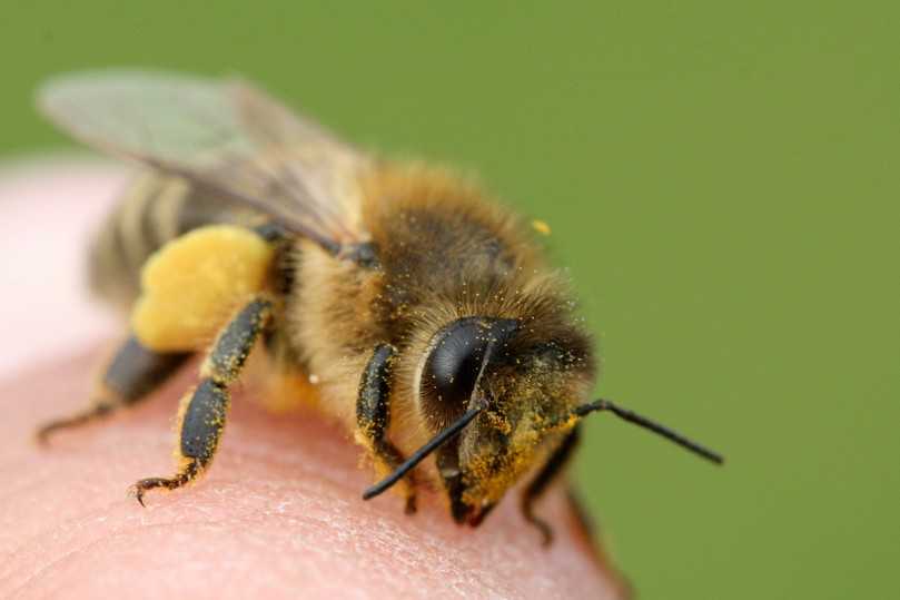 Die Honigbiene Apis Mellifera | Foto: Hans Jürgen Sessner Die Honigbiene Apis Mellifera | Foto: Hans Jürgen Sessner