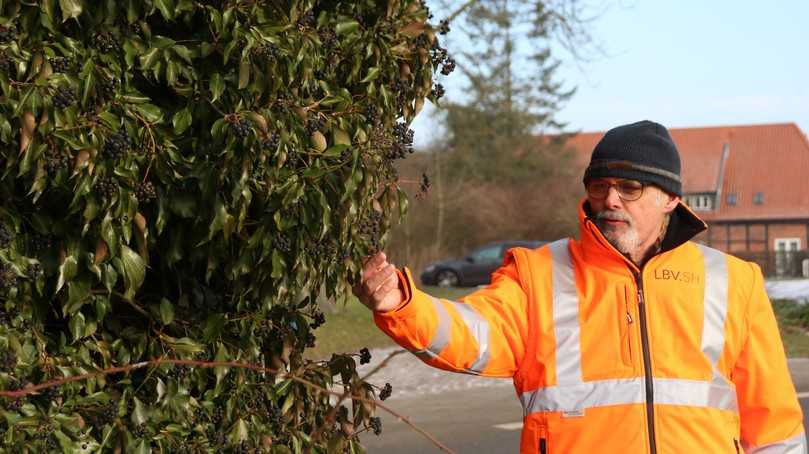 Matthias Werner: "Im Pilotprojekt „Biodiversitätsfreundliches Straßenbegleitgrün“ streben wir an, Strategien für die Gestaltung und Pflege artenreicher Rasenflächen zu entwickeln." | Foto: LBV.SH Matthias Werner: "Im Pilotprojekt „Biodiversitätsfreundliches Straßenbegleitgrün“ streben wir an, Strategien für die Gestaltung und Pflege artenreicher Rasenflächen zu entwickeln." | Foto: LBV.SH