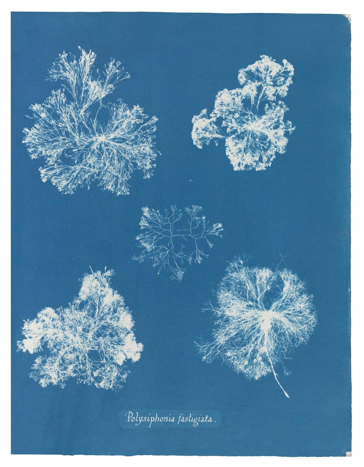 Die unnachahmlichen Cyanotypie-Fotogramme von Algen und Farnen, die Atkins anfertigte, bilden die ersten Bücher mit Fotografien. | Foto: TASCHEN / New York Public Library Die unnachahmlichen Cyanotypie-Fotogramme von Algen und Farnen, die Atkins anfertigte, bilden die ersten Bücher mit Fotografien. | Foto: TASCHEN / New York Public Library