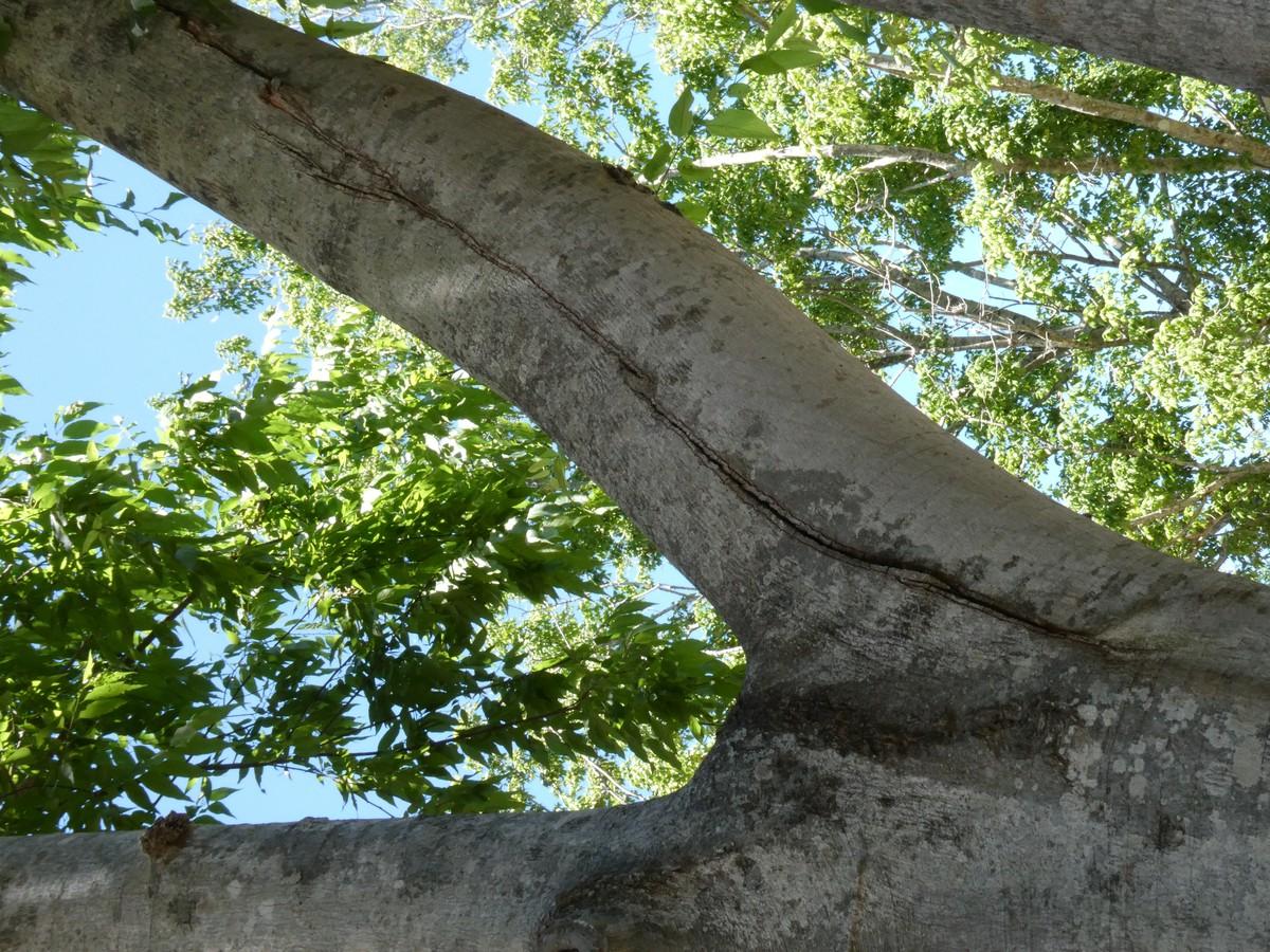Vor allem beidseitig gespaltene Seitenäste können eine akute Bruchgefahr darstellen. | Foto: Klug