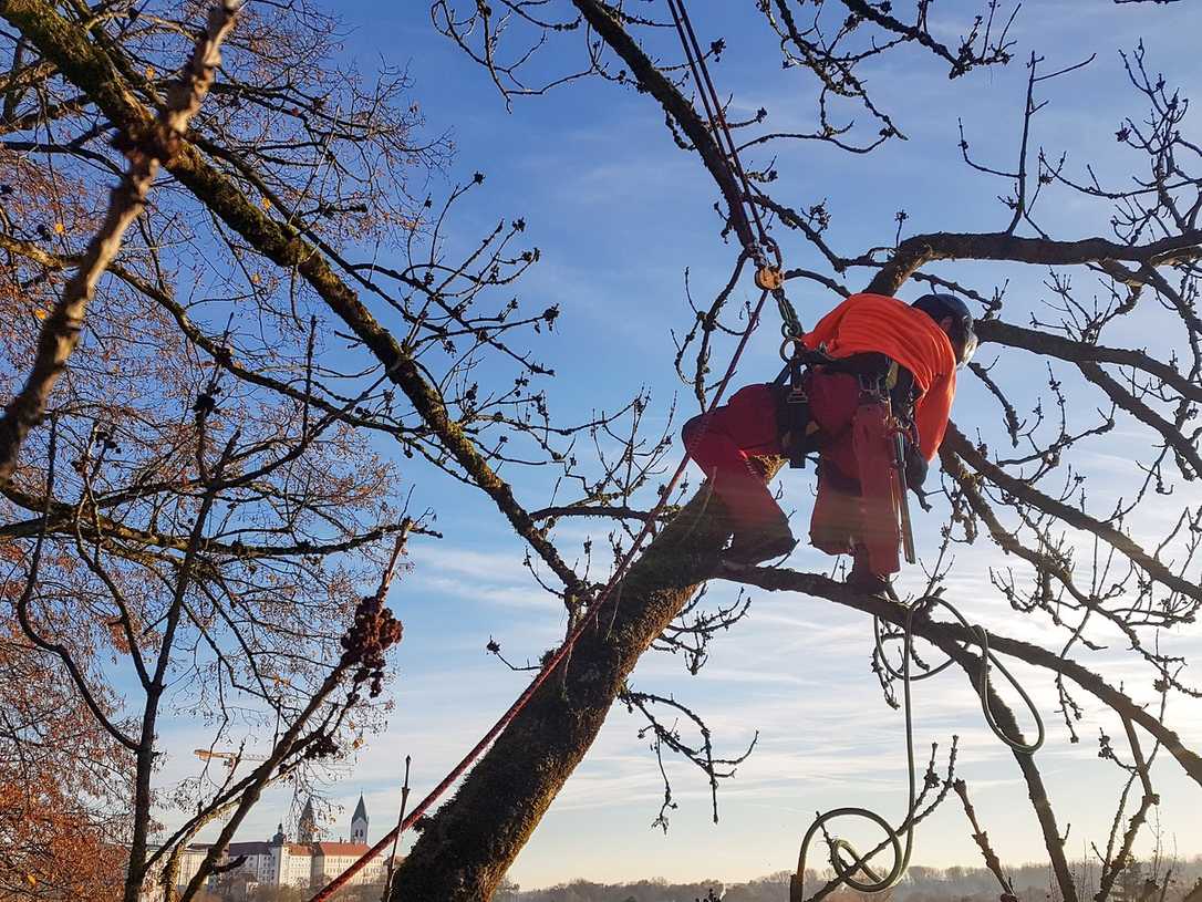 Arboristik und urbanes Waldmanagement studieren Arboristik und urbanes Waldmanagement studieren